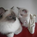 Flore et son chaton - Chatterie Ragdolls du Val de Beauvoir